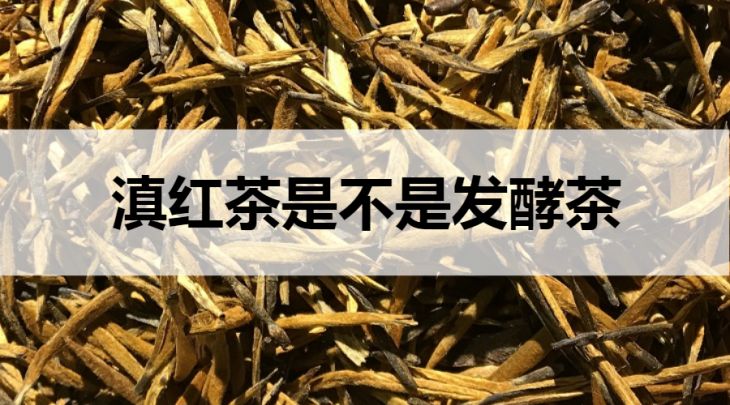 滇紅茶是不是發(fā)酵茶？