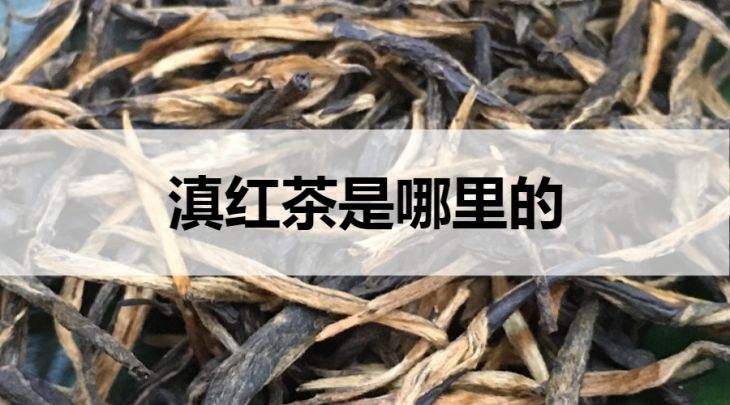 滇紅茶是哪里的？