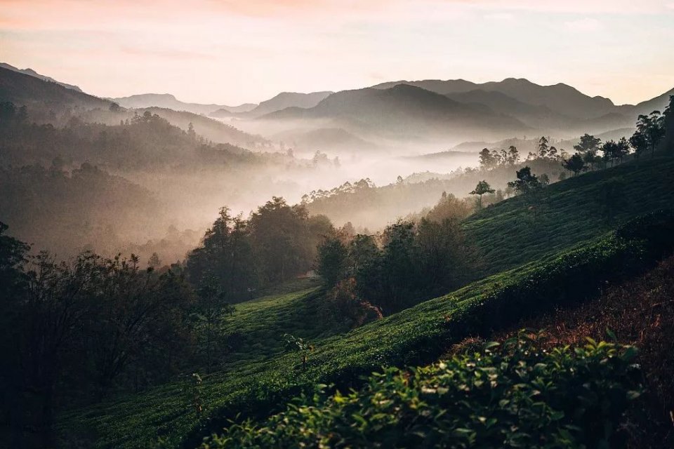 茶葉種類你知多少？茶葉種類大全