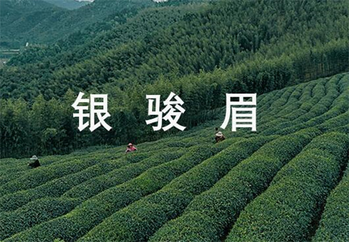 鐘山紅花油茶-鐘山紅茶價(jià)格