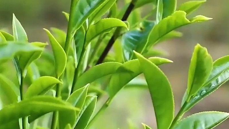 鳳凰山什么茶最出名