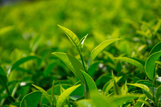 龍井茶一芽兩葉最好嗎