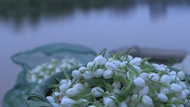 茉莉花茶用多少度水泡