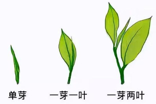 茶葉等級劃分標準哪個