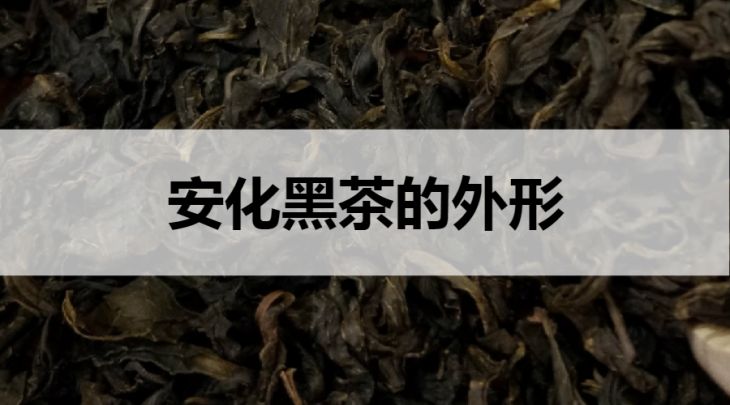 安化黑茶的外形什么樣？