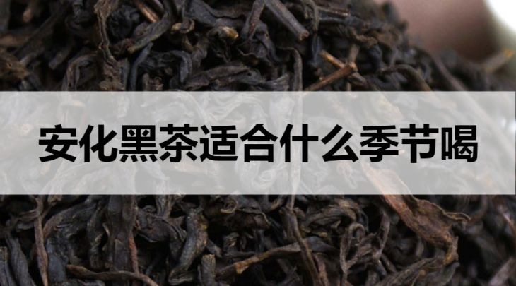 安化黑茶適合什么季節(jié)飲用？