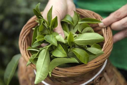 黃茶鮮為人知，但論其品質(zhì)，不輸綠茶