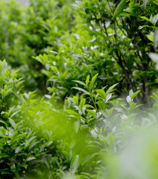 青茶 | 廣東烏龍 —烏崠單叢 鳳凰單叢的茶發(fā)源地中心 