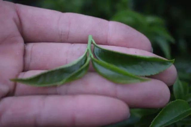 單叢茶有幾種品種（單叢茶有幾種品種圖片）