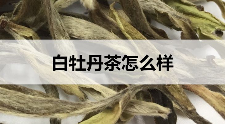 白牡丹茶怎么樣？