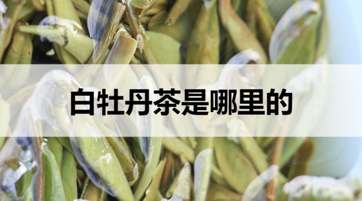 白牡丹茶是哪里的？