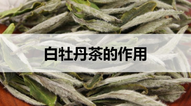 白牡丹茶的作用有哪些？