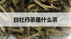 白牡丹茶是什么茶？