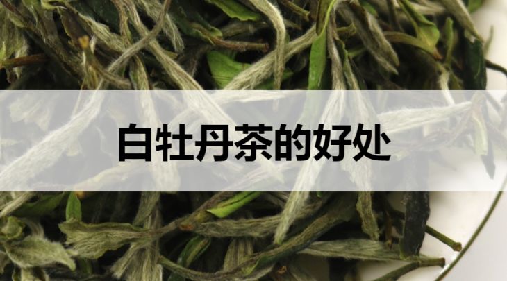 白牡丹茶的好處有哪些？