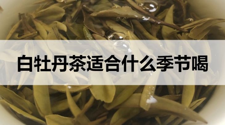 白牡丹茶適合什么季節(jié)飲用？