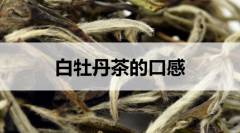 白牡丹茶的口感怎么樣？