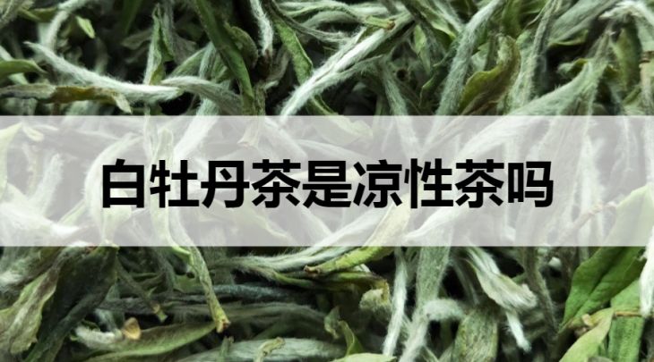 白牡丹茶是寒性茶嗎？