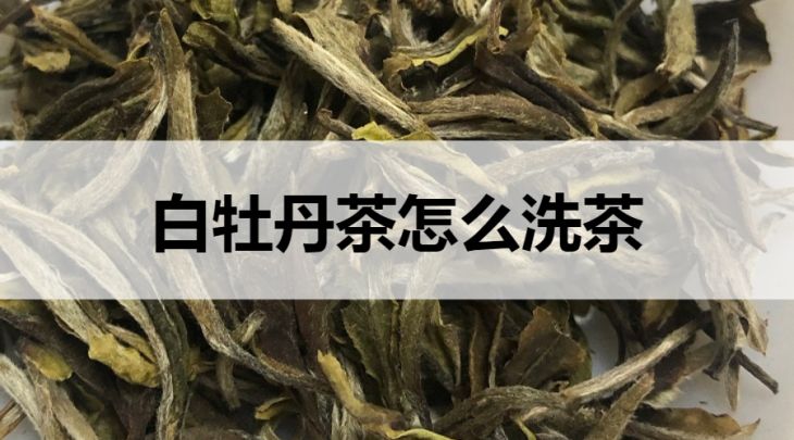 白牡丹茶怎么洗茶？