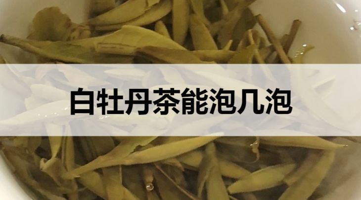 白牡丹茶能泡幾泡？