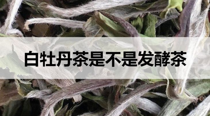 白牡丹茶是不是發(fā)酵茶？