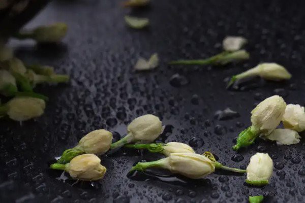 茉莉茶和茉莉花茶的區(qū)別_茉莉茶葉屬于什么茶(屬于再加工茶)