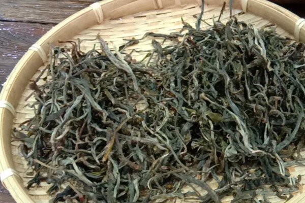 古樹(shù)茶屬于什么茶_古茶樹(shù)生茶還是熟茶(多種茶類統(tǒng)稱)