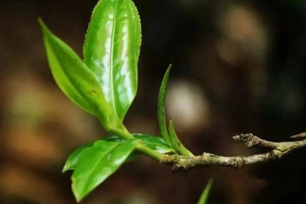 古樹(shù)茶屬于什么茶_古茶樹(shù)生茶還是熟茶(多種茶類統(tǒng)稱)