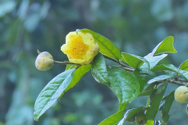 金花茶屬于什么茶_金花茶屬于紅茶還是綠茶(名貴野生花茶)