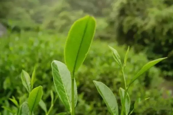 茶的歷史_茶葉的起源與歷史(起源簡單介紹)