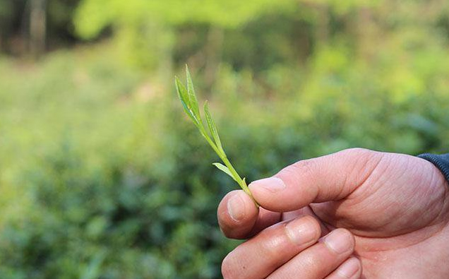 霄坑野生茶(霄坑綠茶)