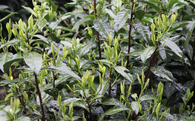 霄坑野生茶(霄坑綠茶)