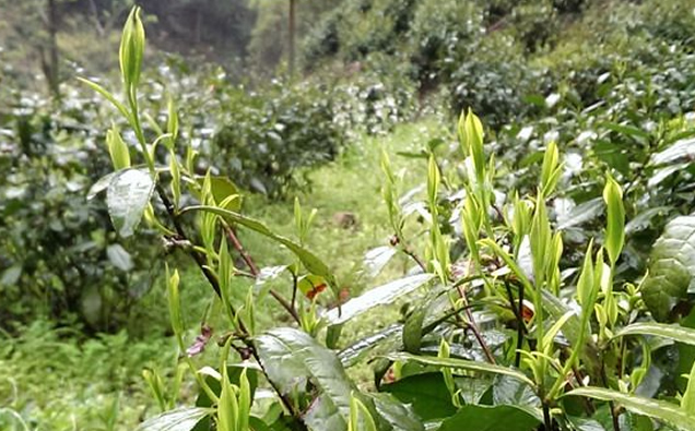 霄坑野生茶(霄坑綠茶)