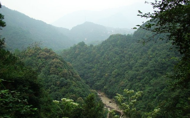 霄坑野生茶(霄坑綠茶)