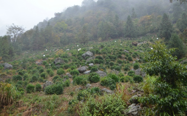 霄坑野生茶(霄坑綠茶)