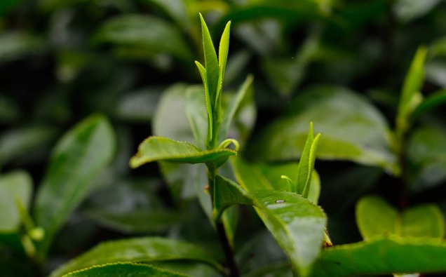 霄坑野生茶(霄坑綠茶)