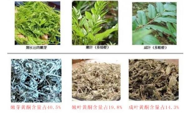 莓茶多少錢一斤，張家界莓茶200元100克(附作用和功效)